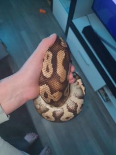 Königspython 1. 0 Pastel Phantom yellowbelly