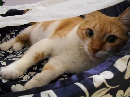 Rote Katze Gata-wo sind die Melanies dieser Welt