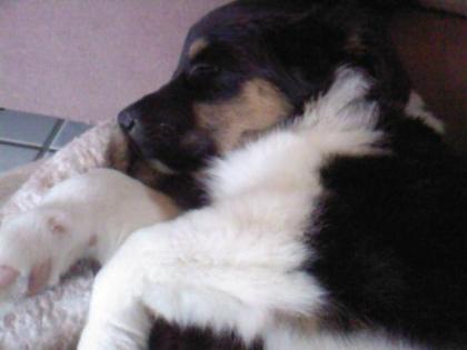 Suchen Hundebetreuung Raum Gelnhausen / Gründau