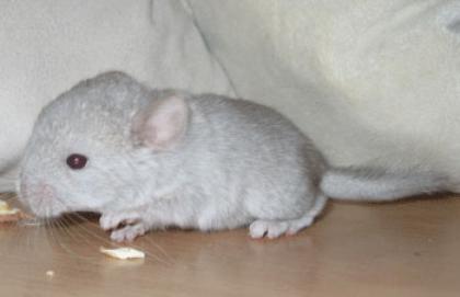 Chinchillas in verschiedenen Farben