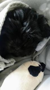 Welpe, weiblich, shihtzu/ Havaneser