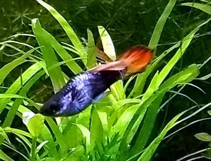 Guppy Mixe, AKTION, 7, 50Euro/ 6 Stck. Versand/ Abholung