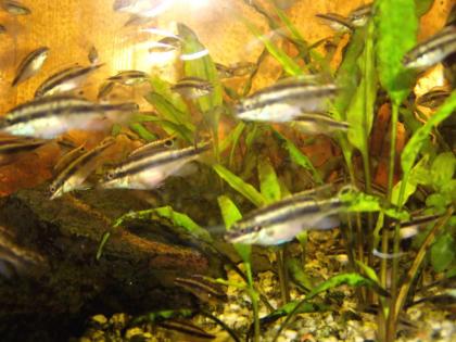 Smaragdtprachtbuntbarsche Pelvicachromis taeniatus