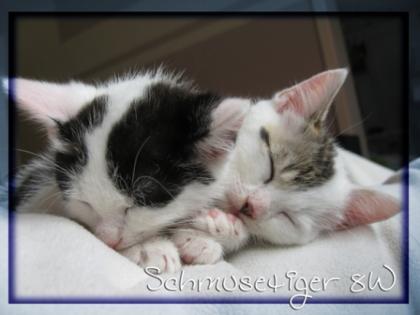 Süße Rassemix Kitten Ragdoll / EKH suchen neues Zuhause