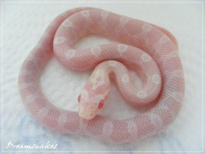 Kornnatter Snow Motley und Bloodred