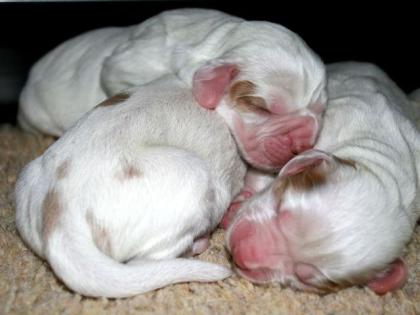 Clumber Spaniel Welpen