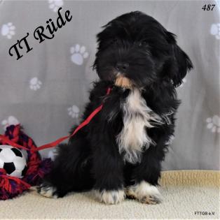 3 Tibet Terrier Welpen suchen sehr guten Platz auf Lebenszeit
