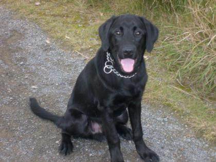 Verkaufe dringend prächtigen Labradorwelpe Rüde