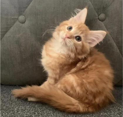 Wunderschöne reinrassige XXL Maine Coon Red Tabby Red White Tabby Katzen Kitten