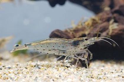 TOP-Amanogarnelen The Best gg. Algen im Aquarium