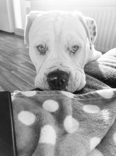 Englishbulldogge