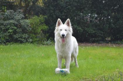 Weisser Schweizer Schäferhund Deckrüde