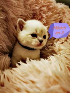 BKH Kitten suchen ein liebevolles Zuhause
