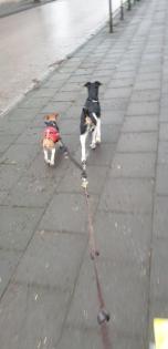 Foxterrier welpe