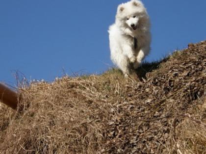 Samojede Husky