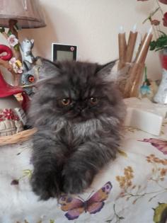 Perser Katerchen sucht liebes zu Hause