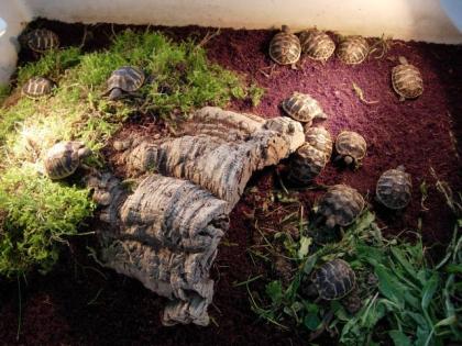 Griech. Landschildkröten Testudo hermanni boettgeri