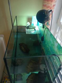 Wasserschildkröte Chrysemys picta dorsalis mit Zubehör