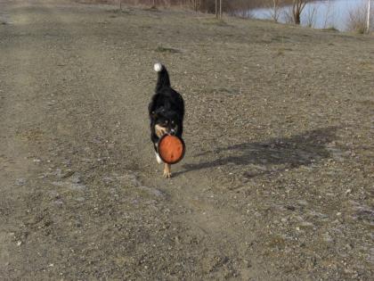Border Collie Deckrüde