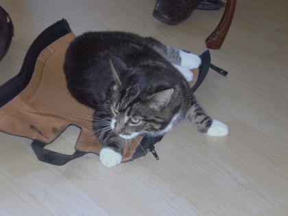 Schwarz/ grau getigerte Katze aus Kiel spurlos verschwunden