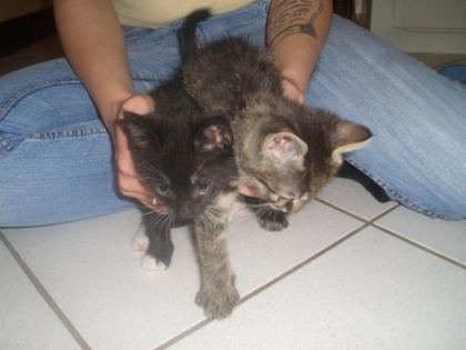 Katzenbabys abzugeben
