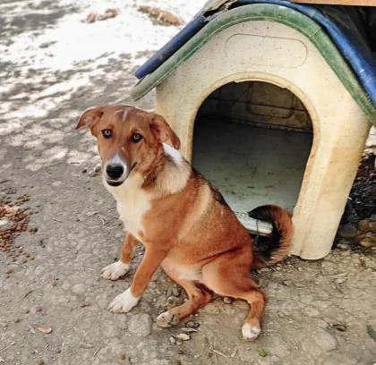Tilly sucht ein passendes Zuhause