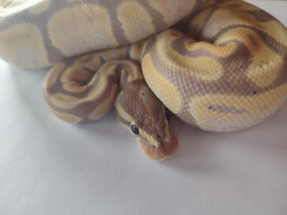 Königspython regius Banana
