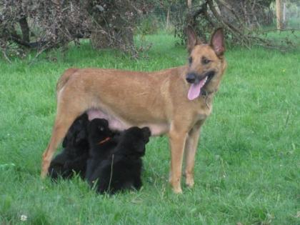 Border-Schäferhundwelpen