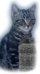Bkh Kater, SilverTabby, 14Wochen sucht neues Zuhause