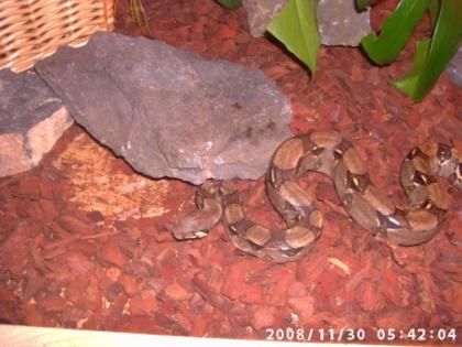 Reptilien-station-warstein. de. tl