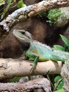 Physignathus cocincinus - Grüne Wasseragame 1. 0