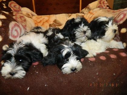 Bichon havaneser welpen mit Staummbaum