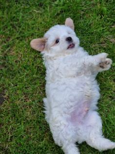 Süße Maltipoo Welpen