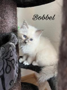 Heilige Birma Kitten / unsere zuckersüßen Wölkchen