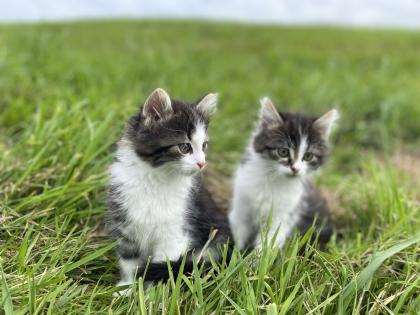 Unsere süßen Katzenbabys suchen ab Ende August ein neues Zuhause mit viel Auslauf