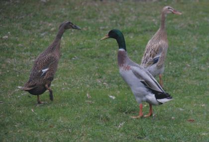 3 junge gesunde indische Laufenten aus Naturbrut 1 Erpel 2 Enten zu verkaufe