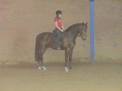 Suche Reitbeteiligung Frankfurt am Main -