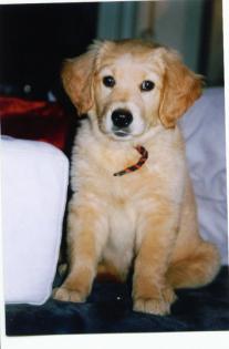 Süsse Golden Retriever Babys nur in gute Hände