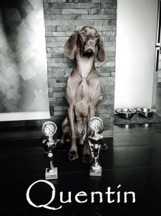 Magyar Vizsla Deckrüde Quentin vom Starkenbrunnen Kein Verkauf