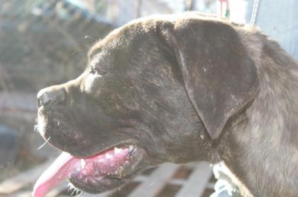 Cane Corso Hundin