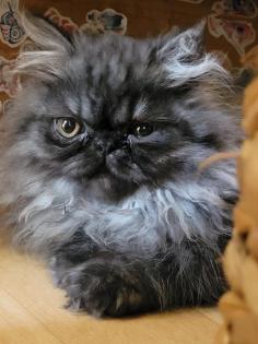 Perser Katerchen sucht liebes zu Hause
