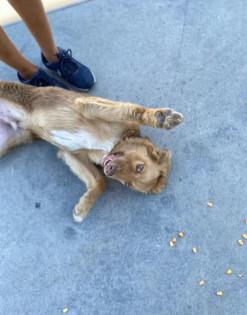 Balu sucht ein passendes Zuhause
