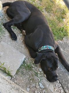 Deutsche Dogge