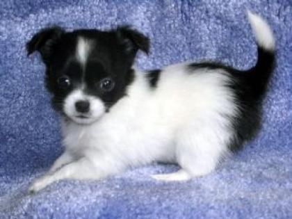 Süße, reinrassige LH / KH Chihuahua