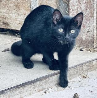 Katzenkinder suchen liebes Zuhause