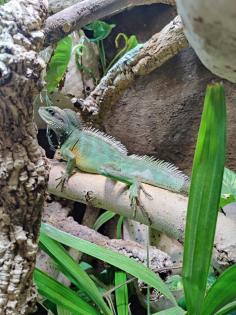 Physignathus cocincinus - Grüne Wasseragame 1. 0