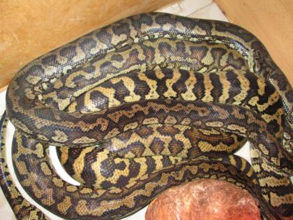 4 Teppichpythons Weibchen