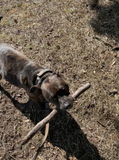 Pit-Staff-Mix sucht dringend neues Zuhause oder Pflegestelle