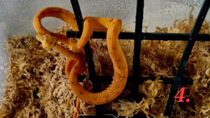 0. 0. 5 Corallus hortulanus