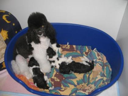 Harlekin Zwerg und Kleinpudel Welpen DPK/VDH